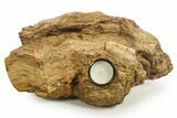 Unique, Petrified Wood Candle Holder - Madagascar #378660-2